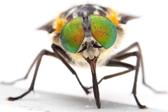 Scaptia
