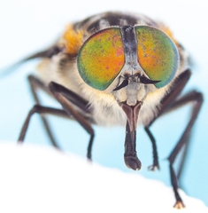 Scaptia