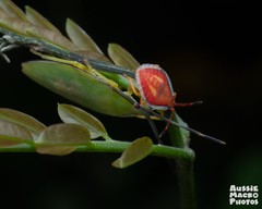 Agapophyta bipunctata
