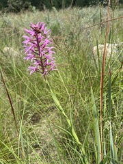 Disa nervosa