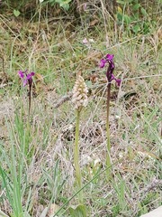 Neotinea maculata