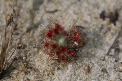 Drosera minutiflora
