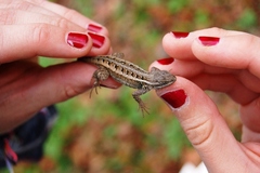 Sceloporus variabilis marmoratus
