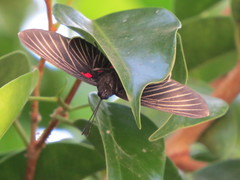 Melanis cephise