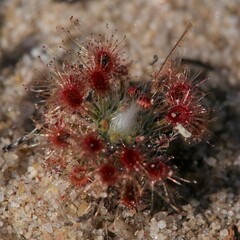 Drosera minutiflora