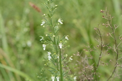 Teucrium trifidum