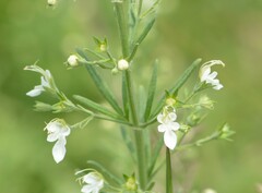 Teucrium trifidum