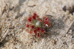 Drosera minutiflora