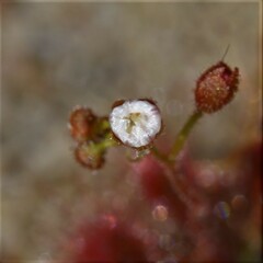 Drosera leucostigma