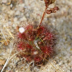 Drosera leucostigma
