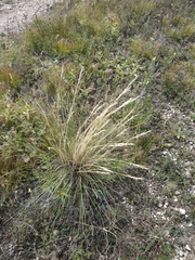 Stipa