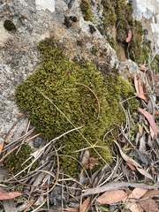 Racopilum cuspidigerum