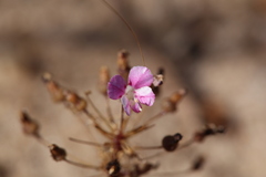 Levenhookia octomaculata