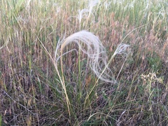 Stipa