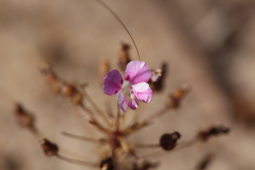 Image of Levenhookia octomaculata by (c) Hugo Innes, some rights reserved (CC BY)
