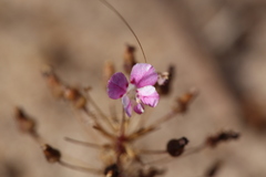 Levenhookia octomaculata