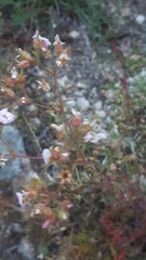 Chamaerhodos grandiflora