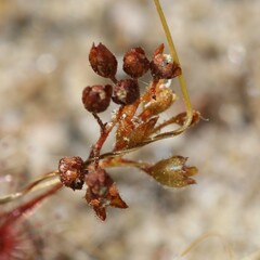 Drosera leucostigma