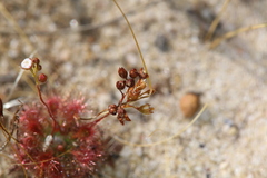 Drosera leucostigma