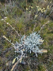 Sideritis catillaris