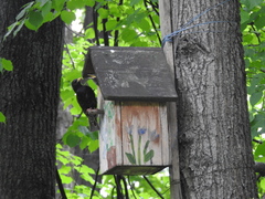 Sturnus vulgaris