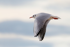 Chroicocephalus ridibundus