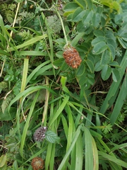Clinopodium caucasicum