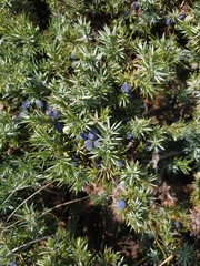 Juniperus communis hemisphaerica
