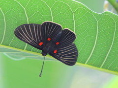 Melanis cephise