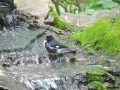 Setophaga caerulescens