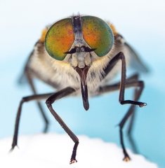 Scaptia