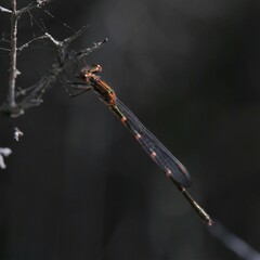 Austrolestes aleison