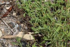 Sphaeromorphaea australis