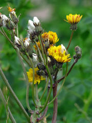 Crepis biennis