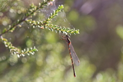 Austrolestes aleison