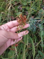 Hypericum linarioides