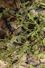 Sphaeromorphaea australis