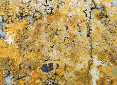 Flavoplaca