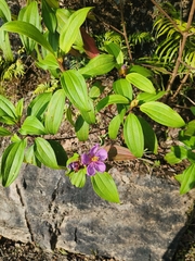 Melastoma malabathricum