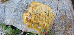 Flavoplaca