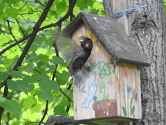 Sturnus vulgaris