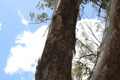 Eucalyptus moluccana