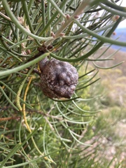 Hakea lissosperma