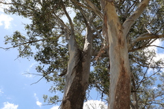 Eucalyptus moluccana