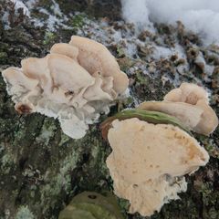 Antrodiella pallescens