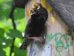 Sturnus vulgaris