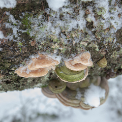 Antrodiella pallescens