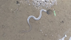 Cerberus schneiderii