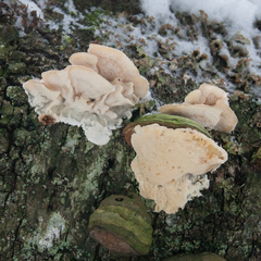 Antrodiella pallescens