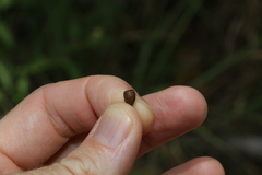 Eucalyptus moluccana